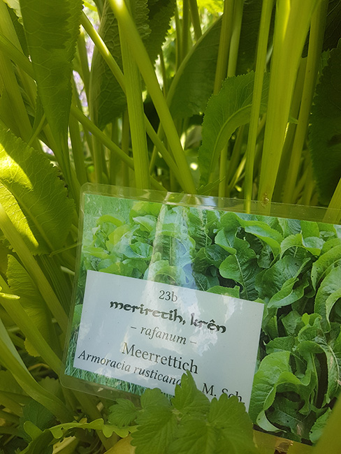Meerrettich im Heilkr&auml;utergarten 