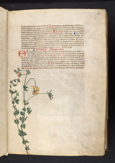 Seite eines alten Buchs mit lateinischem Text und einer handgezeichneten, farbigen Illustration einer Steinkleepflanze mit St&auml;ngel, Bl&auml;ttern und gelben Bl&uuml;ten am linken Rand