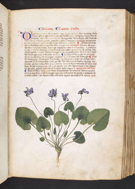 Schwarz-wei&szlig;e Handschriftseite mit lateinischem Text und farbiger botanischer Zeichnung einer Veilchenpflanze mit Bl&auml;ttern, Bl&uuml;ten und Wurzeln