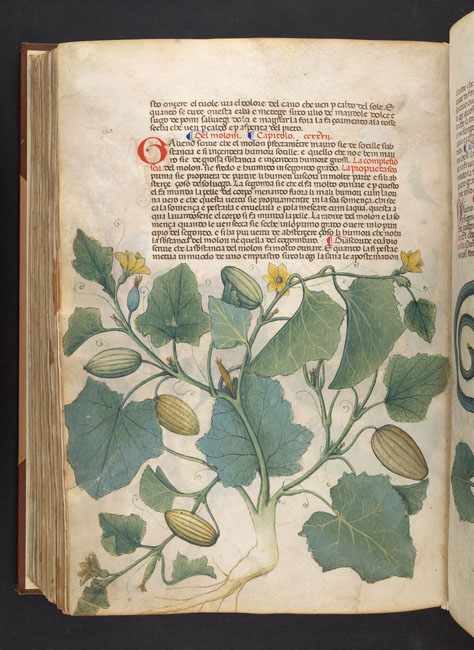 Seite aus einem alten Buch mit einer kolorierten botanischen Zeichnung einer Melonenpflanze mit gro&szlig;en Bl&auml;ttern, Bl&uuml;ten und mehreren ovalen Fr&uuml;chten sowie lateinischem Text dar&uuml;ber.