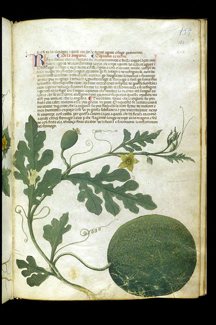 Seite aus einem alten Kr&auml;uterbuch mit einer detaillierten Zeichnung einer Melonenpflanze mit Bl&auml;ttern, Ranken und einer gro&szlig;en runden Frucht