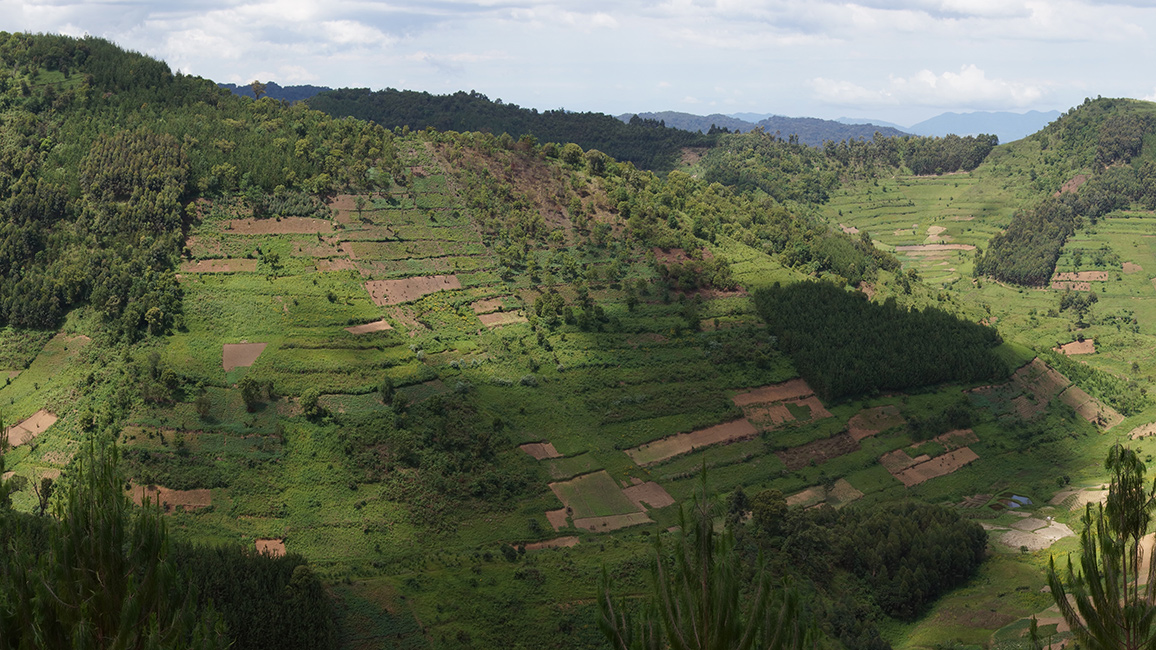 Terassierte Landschaft am Rande des Bwindi -Nationalparks Uganda