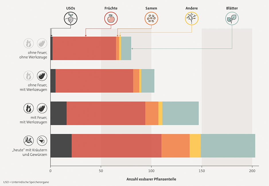 Essbare Pflanzen S&uuml;dafrika