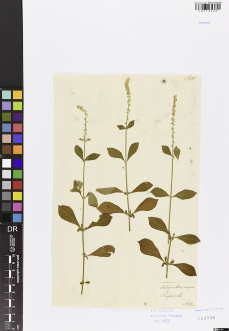 Herrnhuter Herbarbeleg aus dem Herbarium Dresdense/TU Dresden