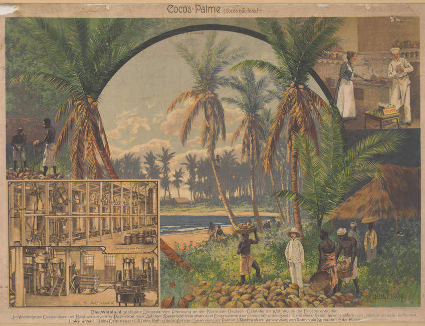 Schulwandbild Cocos-Palme 