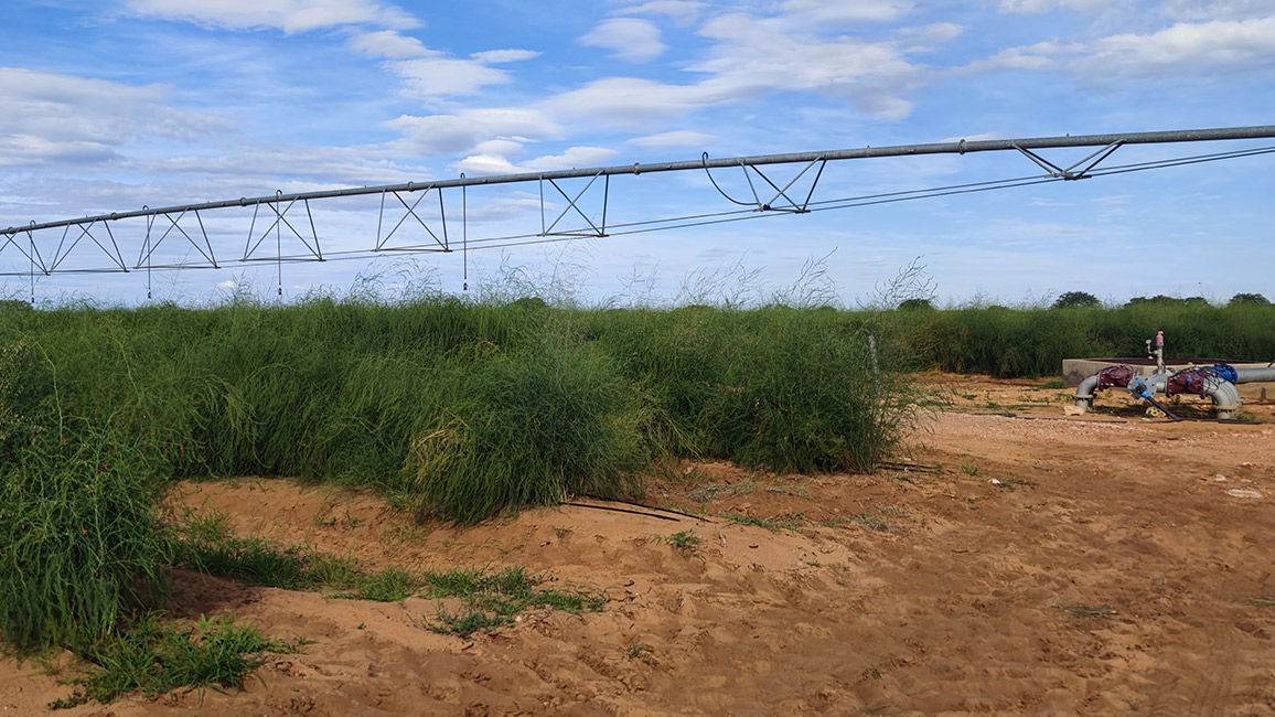 Trockene Felder beim SPargelanbau