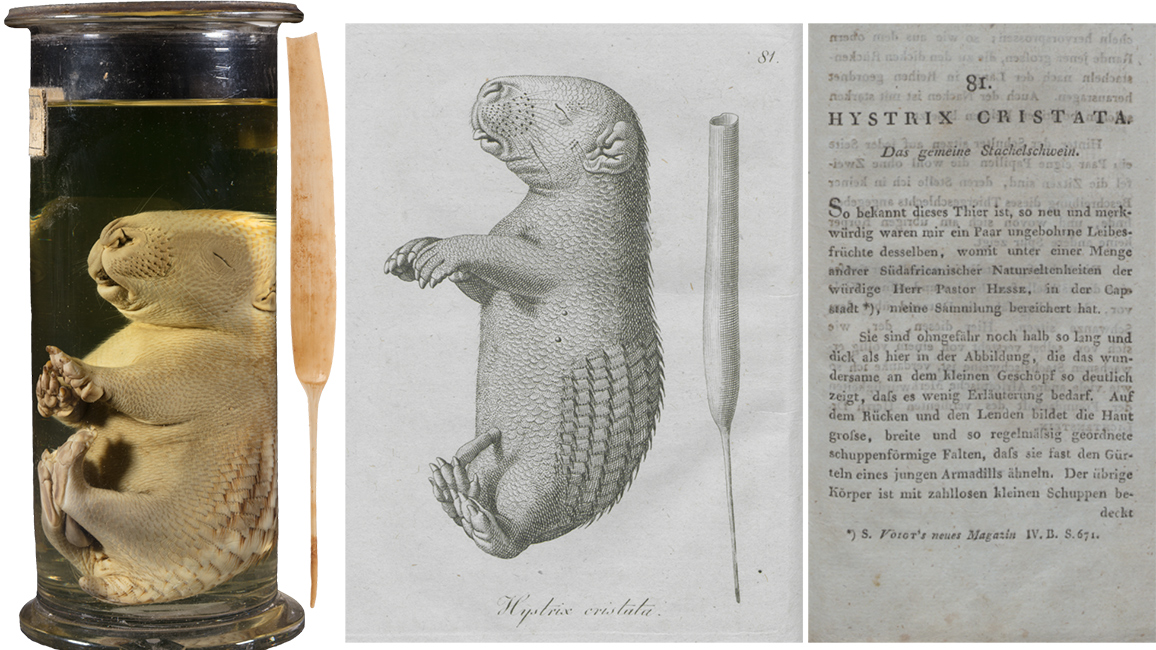 Stachelschwein F&ouml;tus