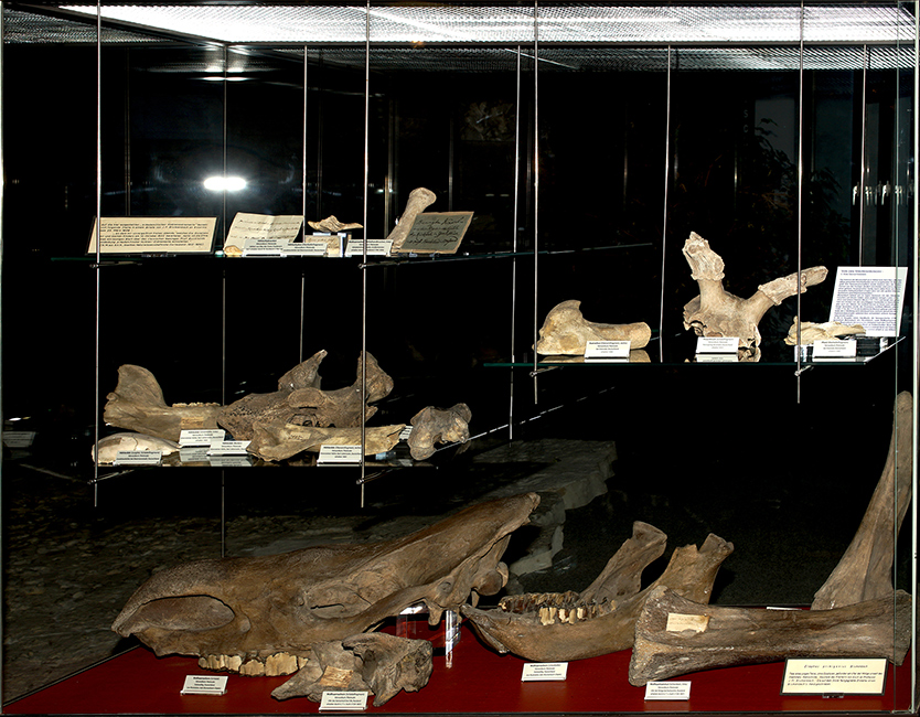 Vitrine S&auml;ugetiere