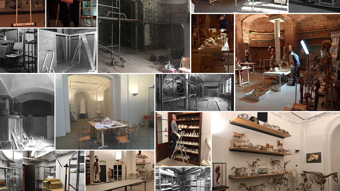 Bildcollage Neueinrichtung der Anatomischen Sammlung der HfBK Dresden; &copy; HfBK Dresden, Jakob Fuchs, Maria Katharina Franz, Annemarie Huhn 