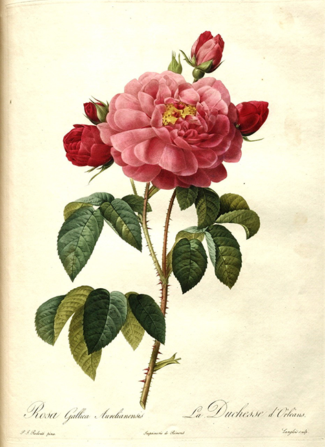 Pierre-Joseph Redout&eacute; (1759–1840), Rosa gallica aurelianensis (Rosa 'La Duchesse d'Orl&eacute;ans'), in, Les Roses von Pierre-Joseph Redout&eacute;, ver&ouml;ffentlicht in Paris in 1817-24, Seite 431