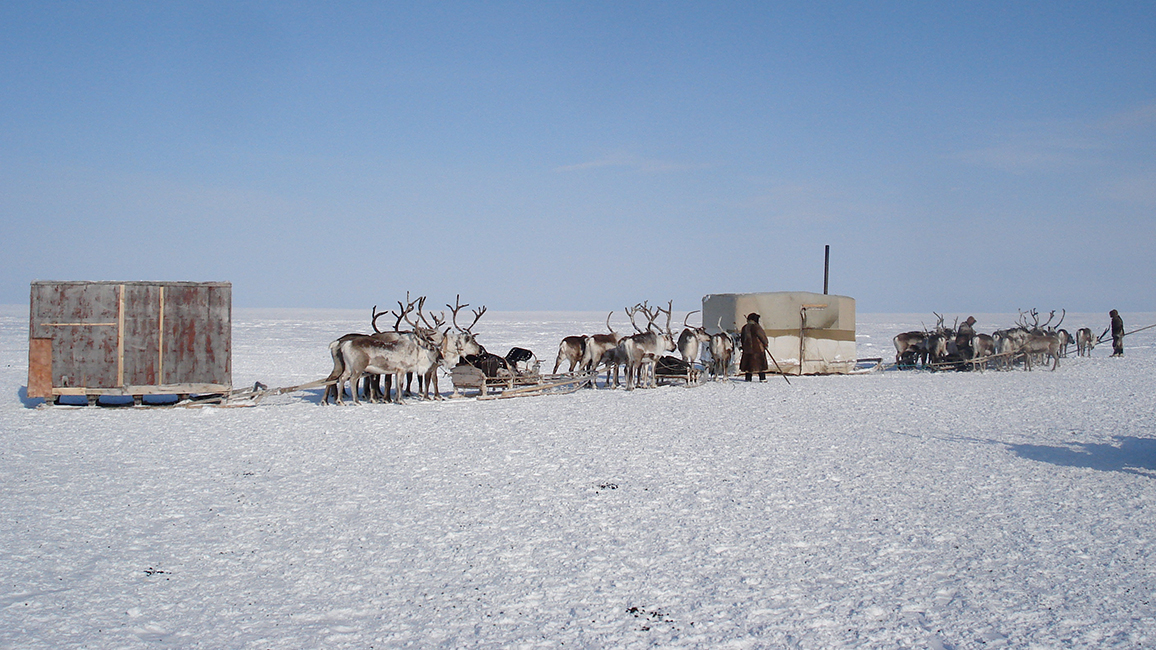 Rentierhaltung in Syndassko (Region Krasnojark, Russland)