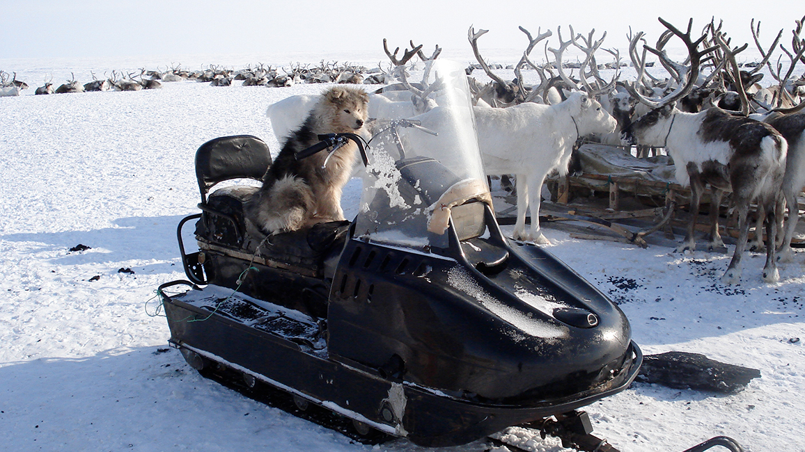 Schlitten und Rentiere in Syndassko